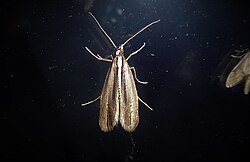 Proditrix megalynta (3).jpg