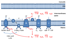 Production of mitochondrial ROS, mitochondrial ROS Production of mitochondrial ROS, mitochondrial ROS.png