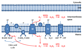 <span class="mw-page-title-main">Mitochondrial ROS</span> Reactive oxygen species produced by mitochondria