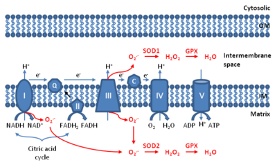 Mitochondrial ROS