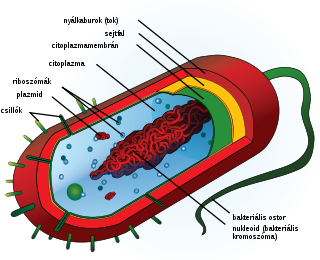 a baktériumok sejtszerkezete