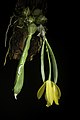 Prosthechea karwinskii