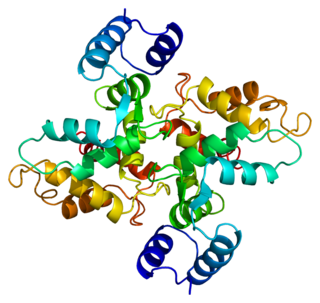 <span class="mw-page-title-main">Hippocalcin-like protein 1</span> Protein-coding gene in the species Homo sapiens