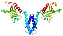Протеин SKAP2 PDB 1u5e.png