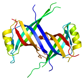 <span class="mw-page-title-main">SSBP1</span> Protein-coding gene in the species Homo sapiens