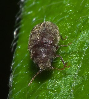 <i>Protheca hispida</i> Species of beetle