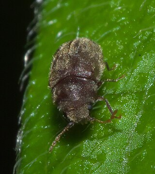 <i>Protheca hispida</i> Species of beetle