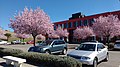 Prunus cerasifera var. pisardii Ciruelo de hojas púrpura