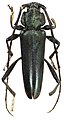 Holotype of the Longhorn beetle species Pseudictator kingsleyae - specific name honouring Kingsley