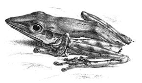 Описание изображения Pseudophilautus nasutus (Günther) .jpg.