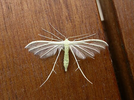 Tập_tin:Pterophorus_albidus1.jpg