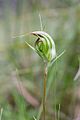 Pterostylis aestiva