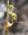 Pterostylis roensis