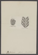 Ptylopora - Print - Iconographia Zoologica - Special Collections University of Amsterdam - UBAINV0274 005 13 0048.tif