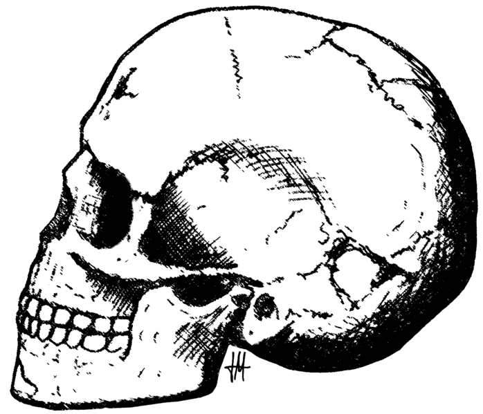 File:Qafzeh skull-11.png