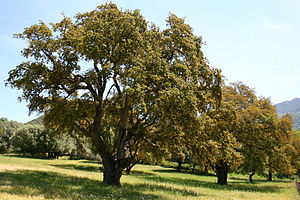 Korsika: Geografie, Klima, Vegetation