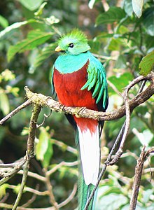 The resplendent quetzal is the national bird of Guatemala. Quetzal01.jpg