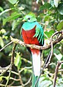 Quetzal01.jpg