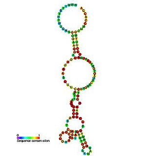 RtT RNA