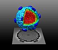 Thumbnail for Pseudomonas virus phi6