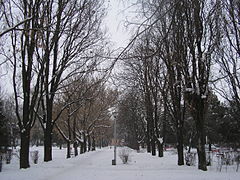 Salonta - The central park