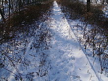 Rahway Valley Railroad tracks along North Michigan Avenue in Kenilworth. Rahway Valley Railroad rails in Kenilworth.JPG