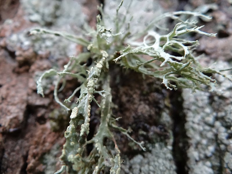 File:Ramalina farinacea (2).jpg