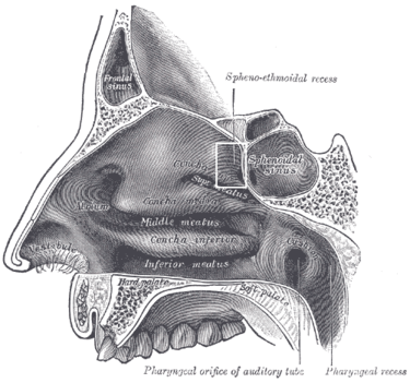 Sphenoethmoidal recess - Wikipedia