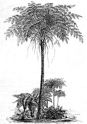 Life restoration of the Devonian-Permian tree fern Psaronius. Auguste Faguet (1877). Reconstruction of Psaronius.jpg