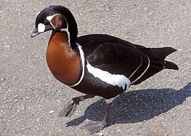 Red-breasted goose arp.jpg