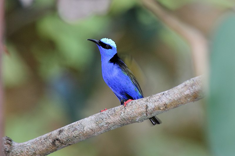 File:Red-legged Honeycreeper (Cyanerpes cyaneus) (7223119556).jpg