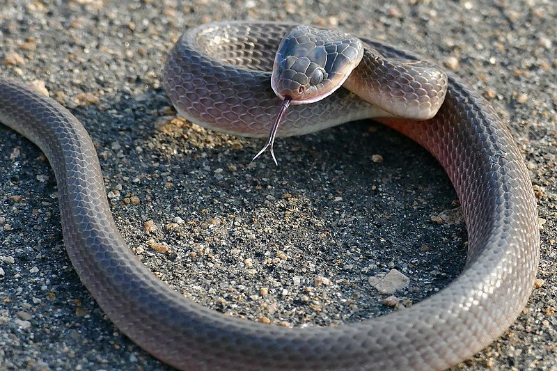 File:Red-lipped Snake (Crotaphopeltis hotamboeia) (52518830408).jpg