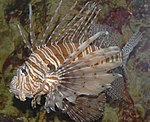 Drakfisk, Pterois volitans