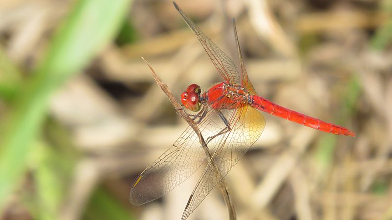 File:Red dragonfly back side (15502707843).jpg