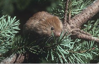 <span class="mw-page-title-main">Red tree vole</span> Species of rodent