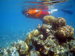 <span class="mw-page-title-main">Snorkeling</span> Swimming while breathing through a snorkel