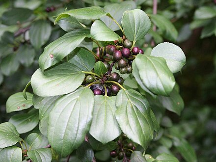 Крушина на латинском. Жостер слабительный (Rhamnus cathartica). Крушина слабительная (Rhamnus cathartica). Жостер слабительный (Крушина слабительная). Жостер красильный.