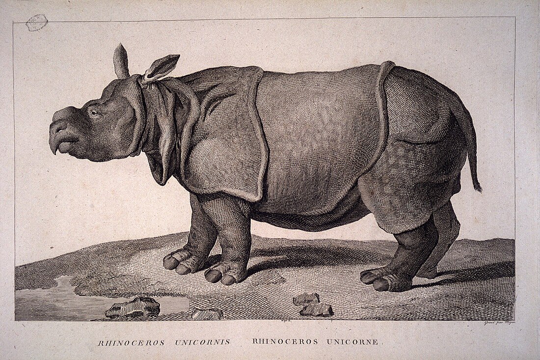 Rhinocéros de Louis XV