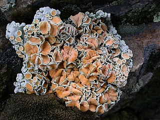 <i>Rhizoplaca</i> Genus of fungi