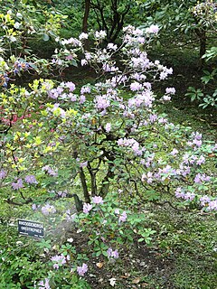 <i>Rhododendron oreotrephes</i>