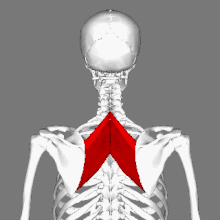 Rhomboid muscles animation small.gif