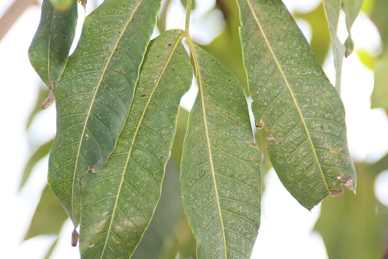 File:Rhus simarubifolia 1zz.jpg