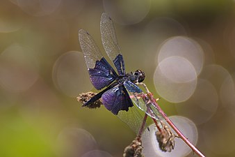 Lesser Blue-Wing Rhyothemis triangularis