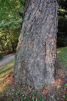 Borke der Schwarz-Birke (Betula nigra)