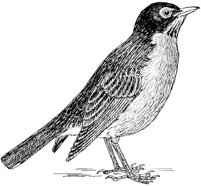 File:Robin 1 (PSF).png