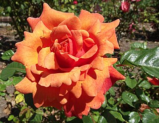 <i>Rosa</i> Easy Does It Floribunda rose cultivar