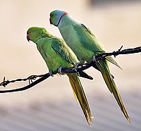 Rose-ringed Parakeets (Male & Female)- During Foreplay at Hodal I Picture 0034.jpg