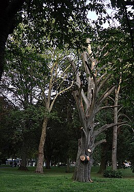 alte Rotbuche am Stadtwall von Göttingen verdurstet und vertrocknet - old European beech died of thurst