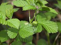 Rubus vernus (bud s2).jpg