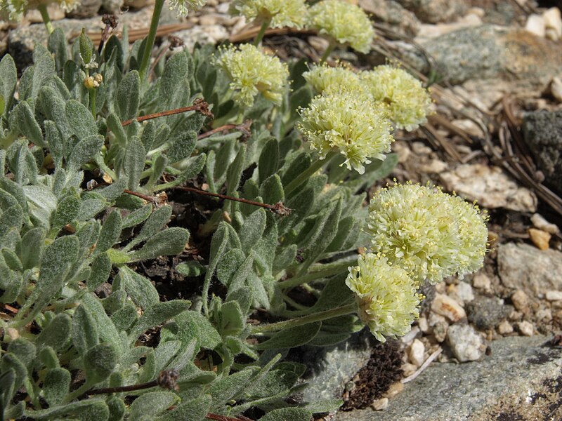 File:Ruby Mountains buckwheat, Eriogonum kingii (15995934889).jpg